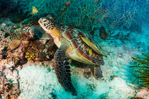 Green Sea Turtle  Chelonia Mydas  on a tropical coral reef in Bohol