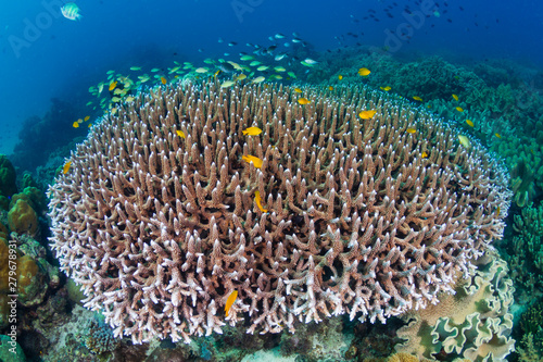 Tropical fish and hard corals on a colorful coral reef in Asia