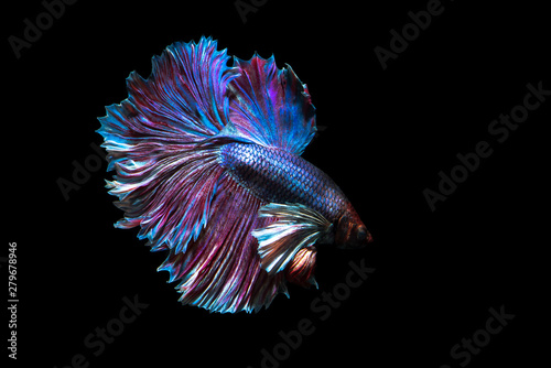 Fighting fish is a pet with beautiful colors.