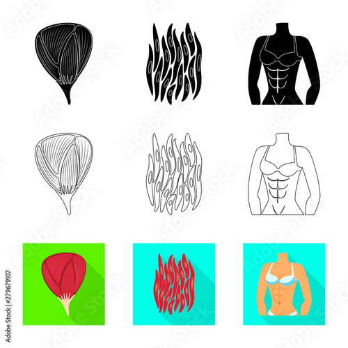 Vector illustration of fiber and muscular symbol. Set of fiber and body stock vector illustration.