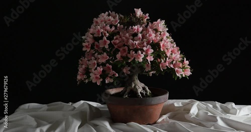 Satzuki azalea bonsai tree. still life concept photo