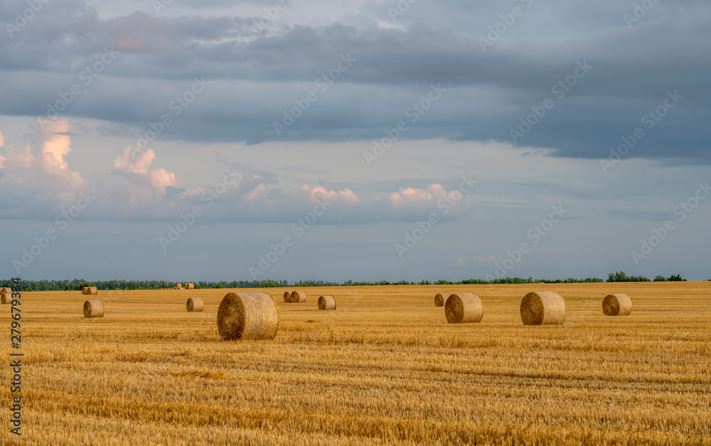 Fototapeta premium evening sky over a sloping wheat field with large rolls of straw