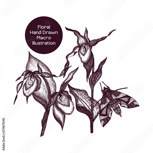 Ladies Slipper Orchid Macro illustration
