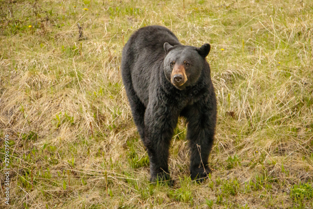 Black bear in Kootney national park curiously looking around