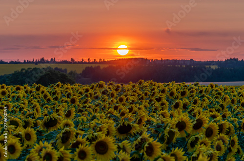 crimson sunset over the field of flowering sunflower