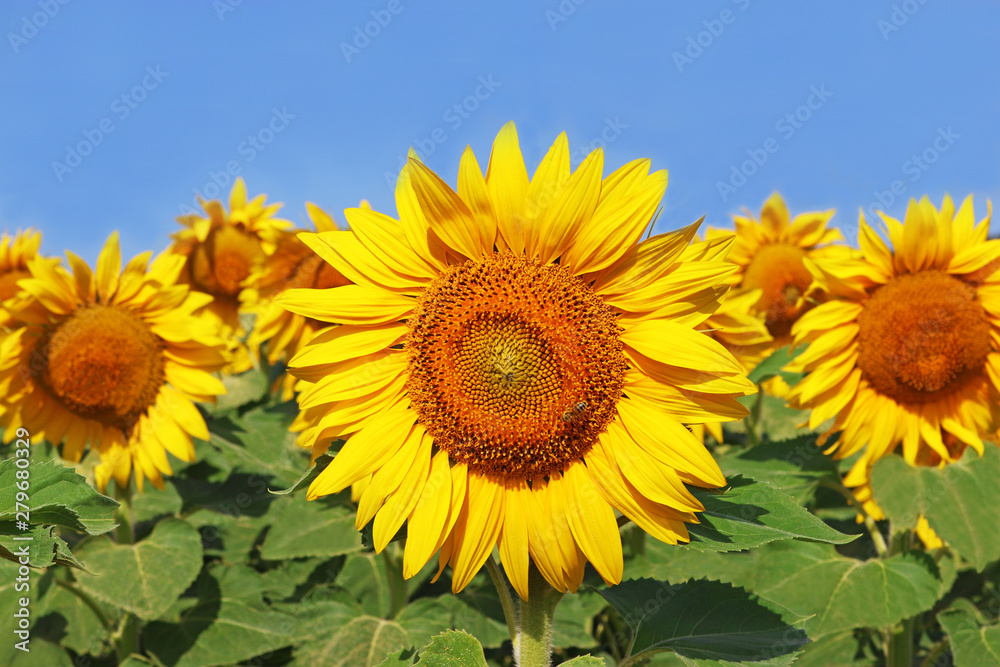 sunflower with honey bee in a field sunflower with honey bee in a field