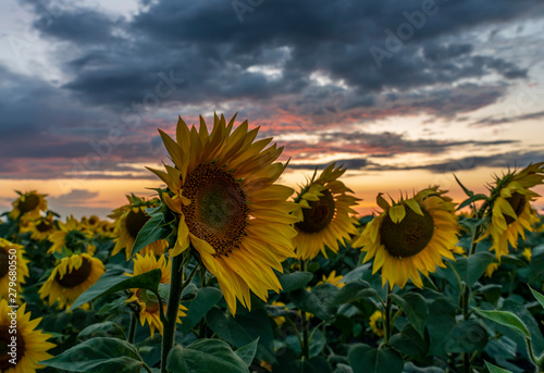 sunflowers close-up on the sunflower field on the background of a beautiful sunset