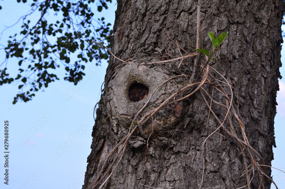 Fototapeta premium natürliches Loch in einem Baum