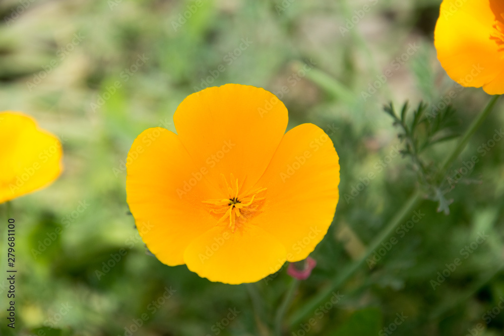 Closeup orange flower Californische papaver Closeup orange flower Californische papaver
