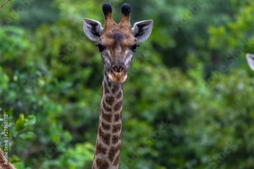 Giraffenhälse © Olaf Schlenger