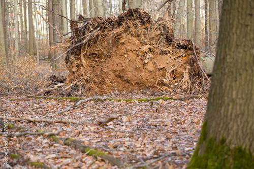 Roots of a tall and old tree fallen on the ground during winter season