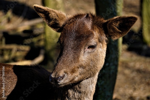 Fototapeta Naklejka Na Ścianę i Meble -  Female fellow deer in the forest looking to the side