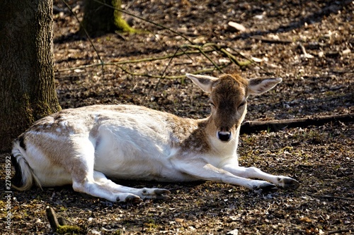 Fototapeta Naklejka Na Ścianę i Meble -  Female fellow deer in the forest lying on the floor