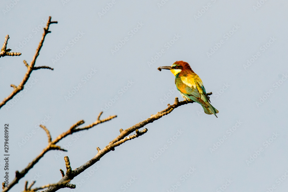 European bee-eater. Merops apiaster European bee-eater. Merops apiaster