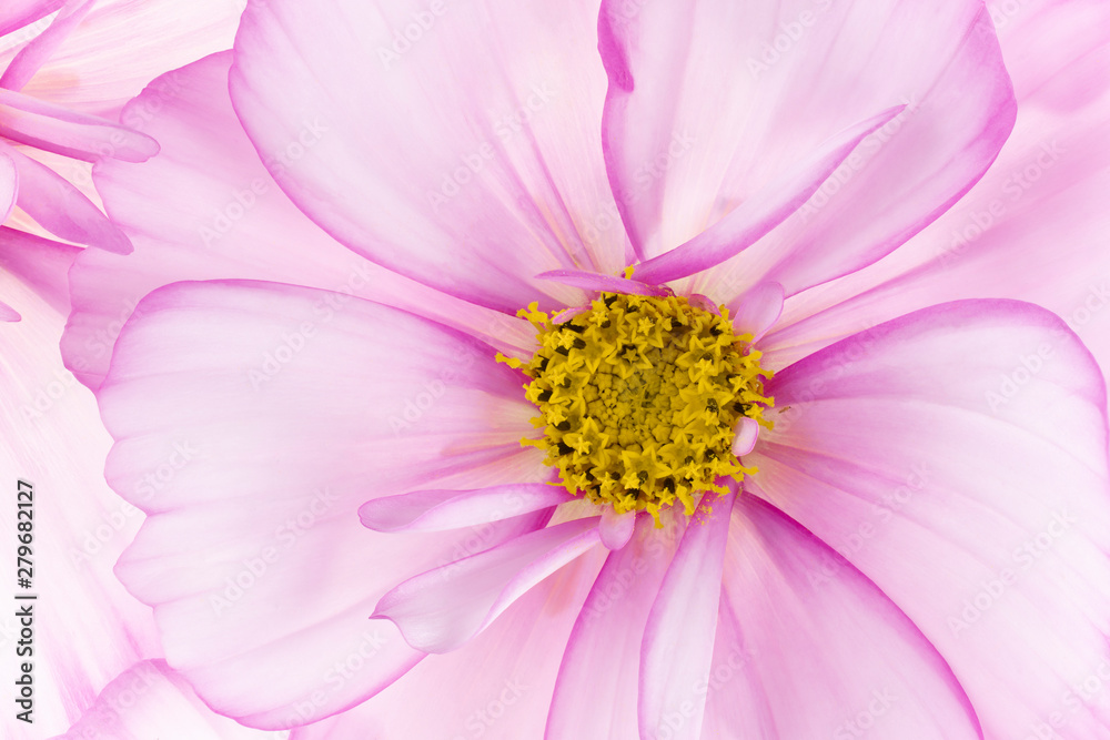 cosmos flower backgrounds