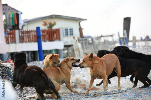Group dogs fighting together, Dog bites another dog. Aggressive dog.