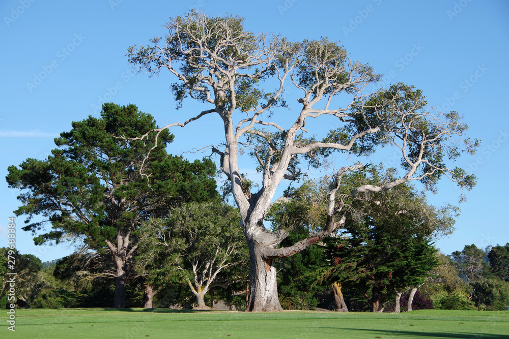 Fototapeta premium Majestic old California oak tree under blue sky surrounded by other trees