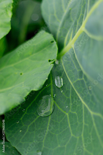 Green cabbage leaf outdoors with raindrops in close up view