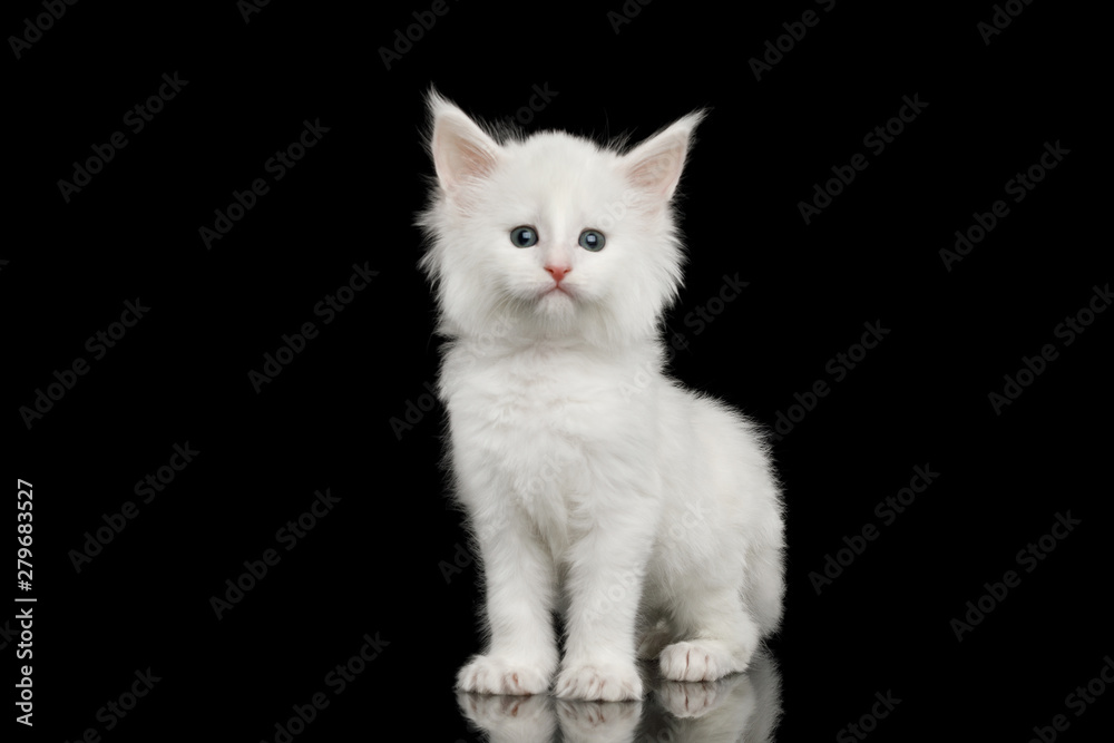 Little White Maine Coon Kitten Staring in Camera on Isolated Black Background Little White Maine Coon Kitten Staring in Camera on Isolated Black Background