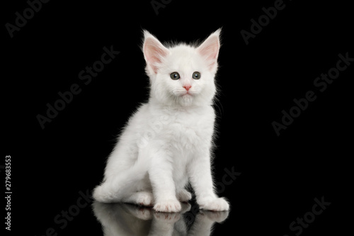 Little White Maine Coon Kitten with huge chin Sitting on Isolated Black Background