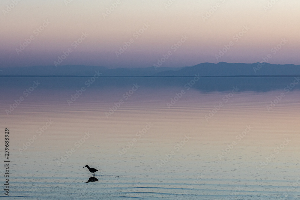 Sunset with Western Sandpiper. Salton Sea. California.