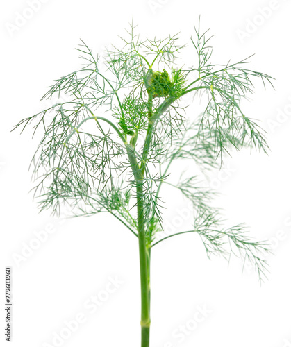 Close up shot of branch of fresh green dill herb leaves.