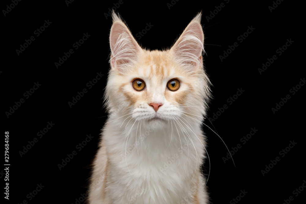 Adorable Portrait of Red Maine Coon Cat with white chest Isolated on Black Background