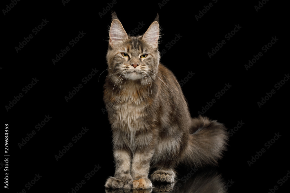 Polydactyl Tabby Maine Coon Cat Standing with happy face on Isolated Black Background Polydactyl Tabby Maine Coon Cat Standing with happy face on Isolated Black Background