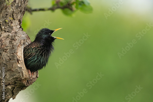 Common starling looking out of a tree hole