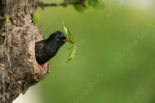Common starling looking out of a tree hole photo