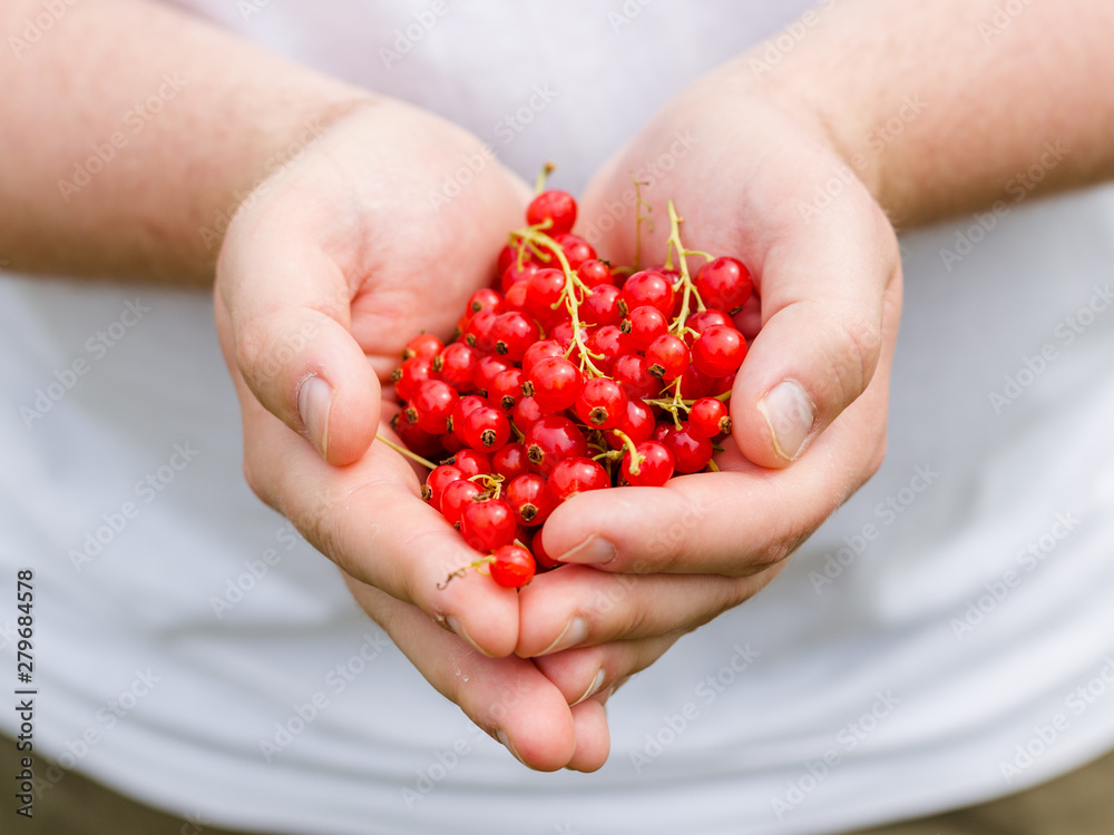 Hands holding branch of fresh berries, Ripe red currant, juicy fruit, top view Hands holding branch of fresh berries, Ripe red currant, juicy fruit, top view