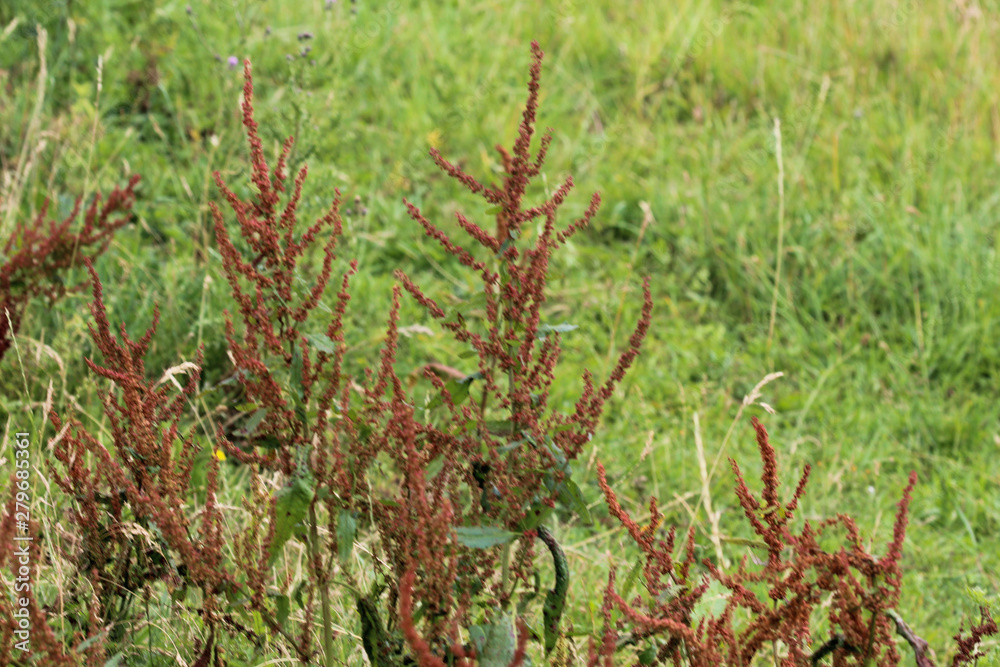 Rumex acetosella, commonly known as red sorrel, sheep's sorrel, field sorrel and sour weed plant Rumex acetosella, commonly known as red sorrel, sheep's sorrel, field sorrel and sour weed plant