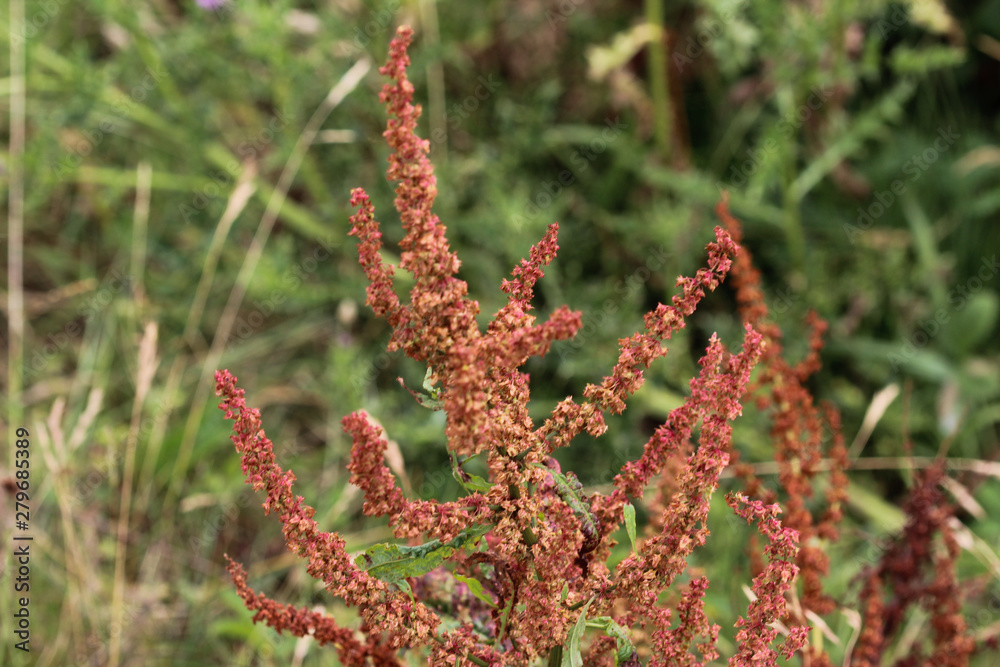 Rumex acetosella, commonly known as red sorrel, sheep's sorrel, field sorrel and sour weed plant Rumex acetosella, commonly known as red sorrel, sheep's sorrel, field sorrel and sour weed plant