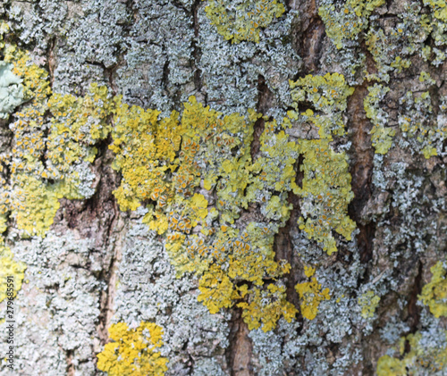 Xanthoria aureola lichen commonly known as Foliose, golden-yellow lichen, lacking isidia or soredia, photo