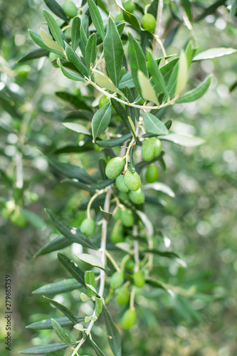 Beautiful green olive tree in the garden.