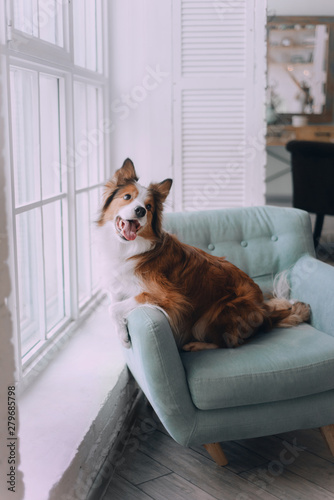 Photography Border collie dog lying on the couch