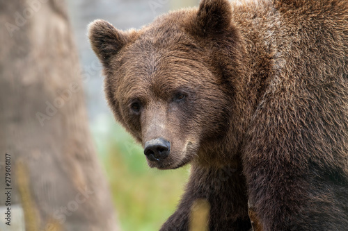 European/eurasian brown bear, Ursus arctos arctos, close up portrait displaying expression and behaviour.