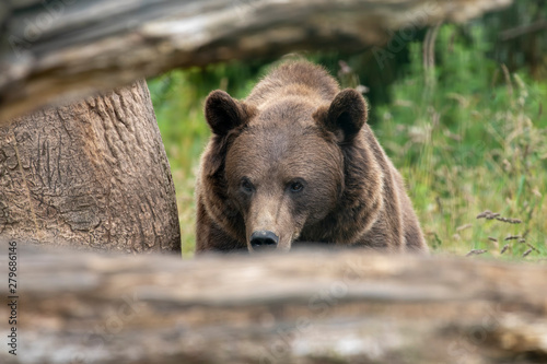 European/eurasian brown bear, Ursus arctos arctos, close up portrait displaying expression and behaviour.