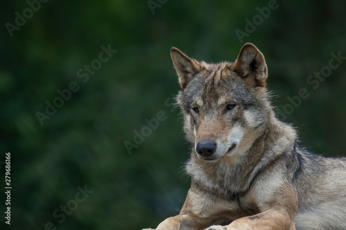 grey wolf wolves  Canis lupus lupus  close up portrait facial behaviour detail.