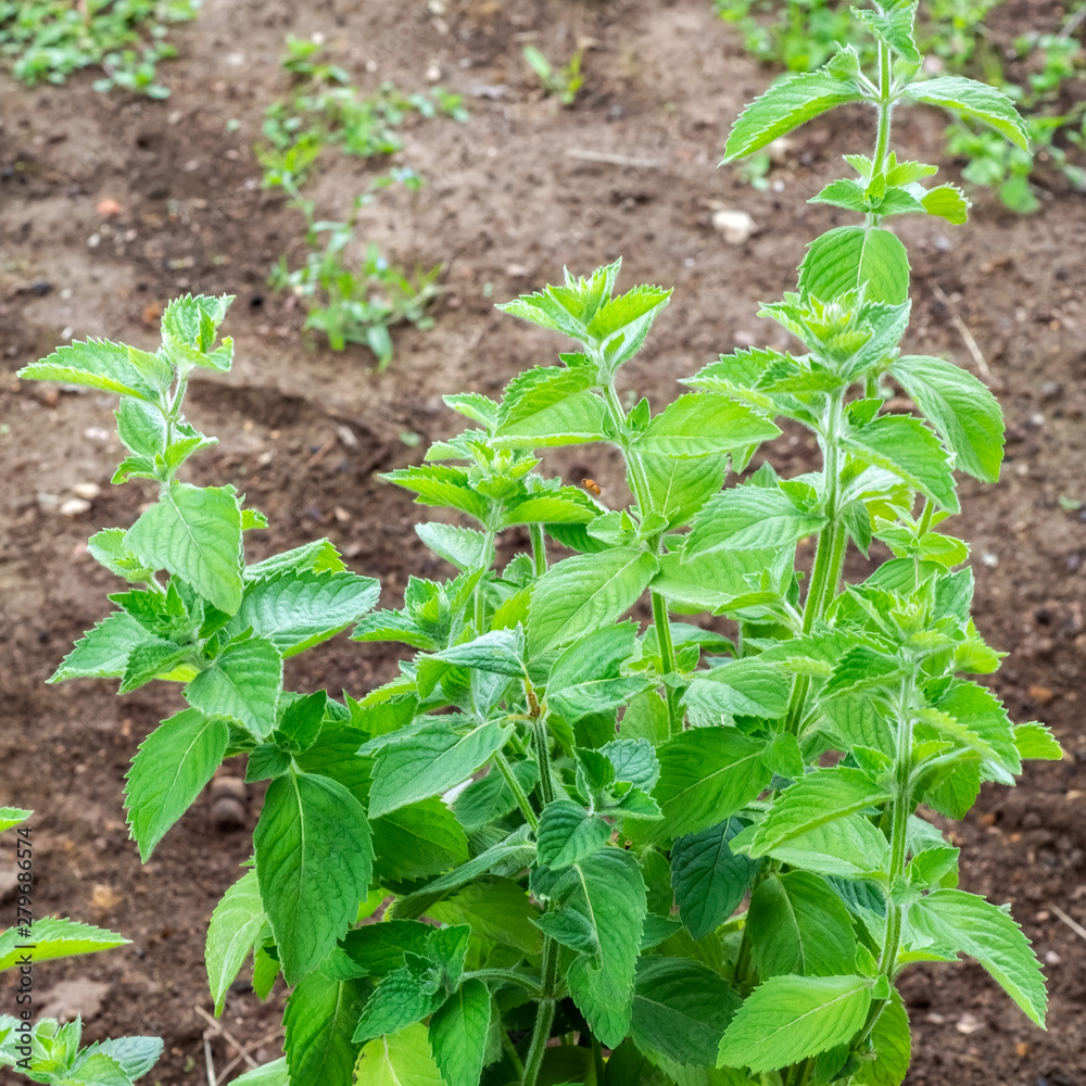 Bush of mint. Bush of mint.