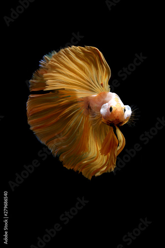 Yellow gold color of Siamese fighting fish betta Thailand fish movement on background