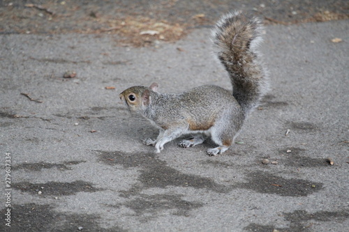squirrel on the ground