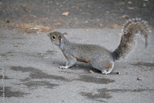 squirrel on the ground