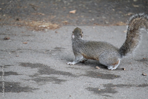 squirrel on the ground