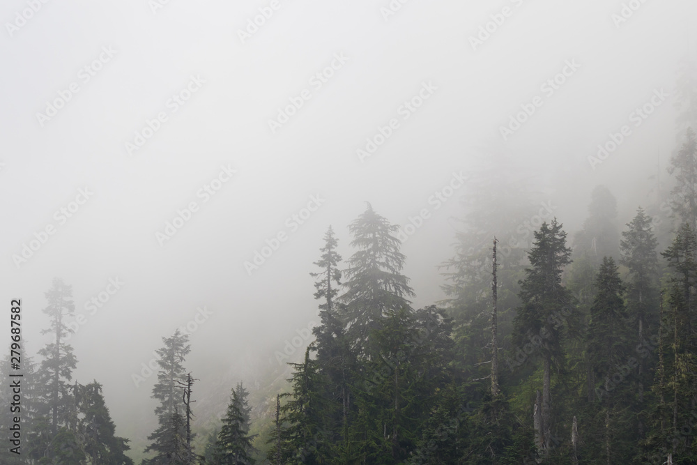 hiking through the forest of the pacific northwest on a foggy, day