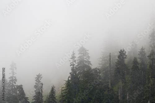 hiking through the forest of the pacific northwest on a foggy, day © Sean