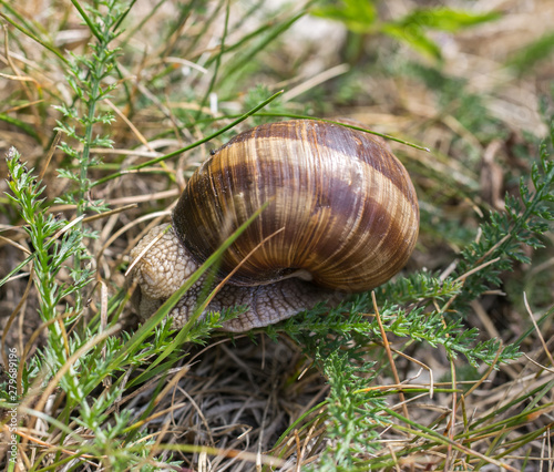 A brown grape snail sits on the green grass in summer.