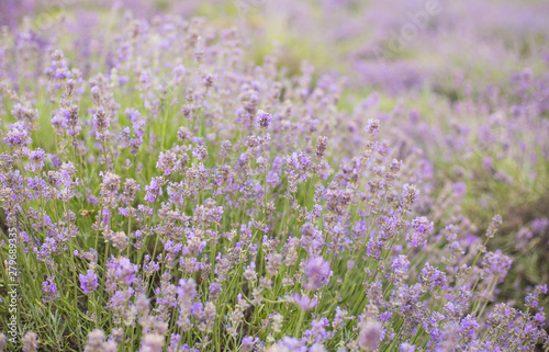 Lavender bushes closeup, French lavender in the garden, soft light effect. Field flowers background.