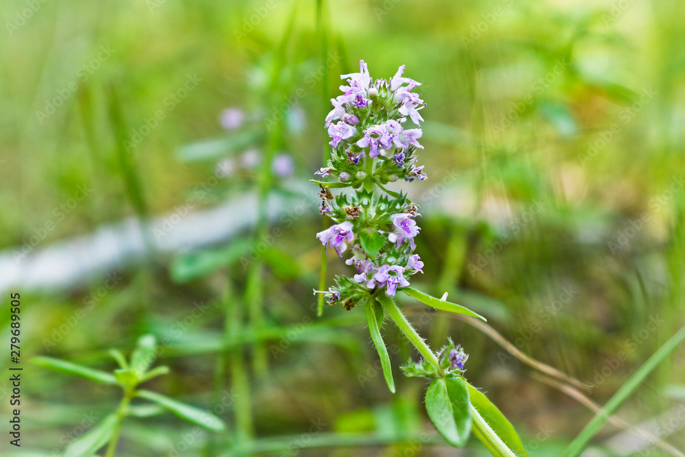 Wild blooming fragrant thyme close up on a blurred green grassy background Wild blooming fragrant thyme close up on a blurred green grassy background