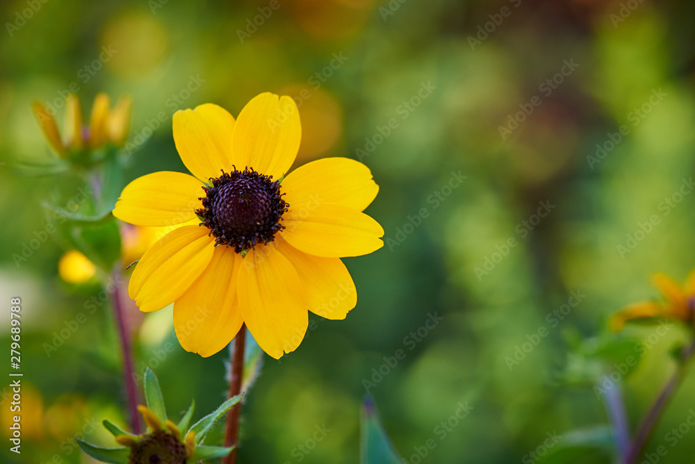 Blooming flower close-up on a blurred background. Blooming flower close-up on a blurred background.